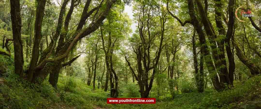 वैज्ञानिक वनका नाममा अनियमितता गर्नेलाई कारवाही गर्न निर्देशन